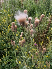 Cirsium arvense