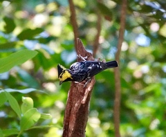 Machlolophus spilonotus