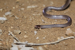 Enulius flavitorques