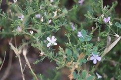 Frankenia serpyllifolia