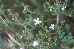 Frankenia serpyllifolia