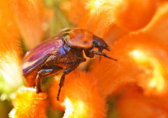 Leucocelis amethystina