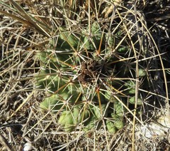 Coryphantha georgii