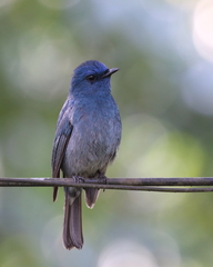 Eumyias albicaudatus