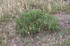 Frankenia serpyllifolia