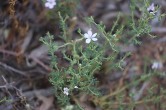 Frankenia serpyllifolia