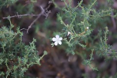 Frankenia serpyllifolia