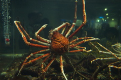 Macrocheira kaempferi