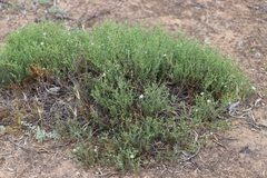 Frankenia serpyllifolia