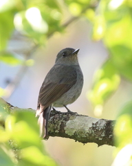 Eumyias albicaudatus