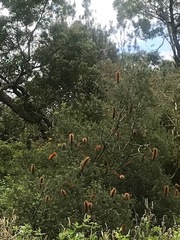Banksia cunninghamii