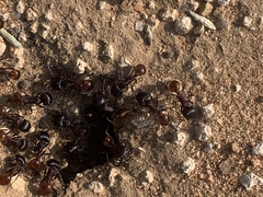 Pogonomyrmex rugosus
