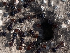 Pogonomyrmex rugosus
