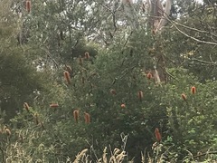 Banksia cunninghamii