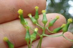 Senecio scaberulus