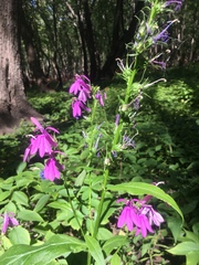 Lobelia × speciosa