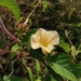 Camonea pilosa - Photo (c) Wich’yanan L, algunos derechos reservados (CC BY), subido por Wich’yanan L