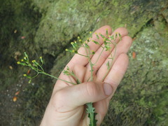 Senecio scaberulus