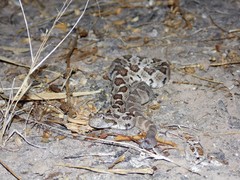 Crotalus enyo