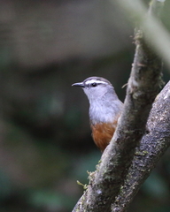 Montecincla fairbanki