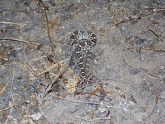 Crotalus enyo