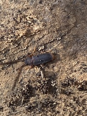 Uleiota dubia