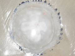 Cnidaria