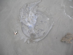 Cnidaria