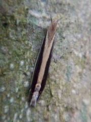 Erechthias stilbella