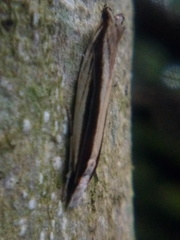 Erechthias stilbella