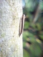 Erechthias stilbella