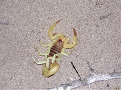 Hadrurus concolorous