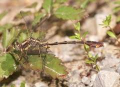 Gomphurus hybridus