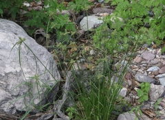 Cyperus pallidicolor