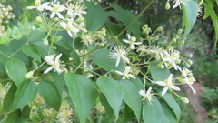 Clematis dioica
