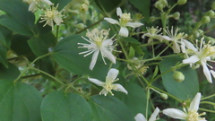 Clematis dioica