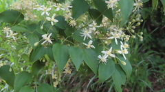 Clematis dioica