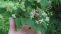 Clematis dioica