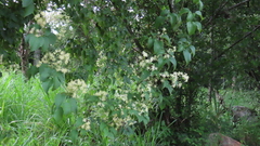 Clematis dioica