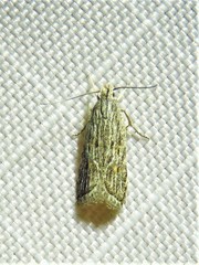 Helcystogramma chambersella