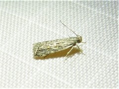 Helcystogramma chambersella