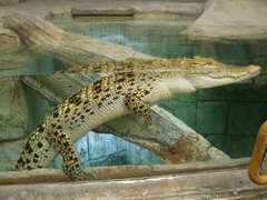Siamese Crocodile photo 2