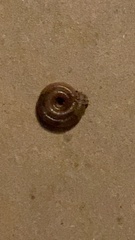 Polygyra septemvolva