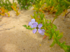 Cakile maritima maritima