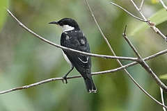 Cissomela pectoralis