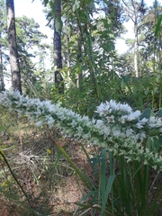 Liatris hesperelegans