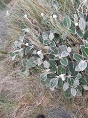 Pachystegia insignis