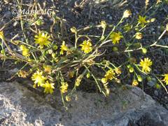Gutierrezia sericocarpa