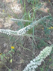 Liatris hesperelegans