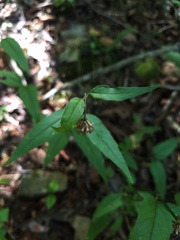 Monarda russeliana